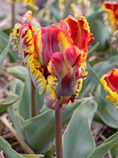 Tulipa Parkiet Rasta Parrot